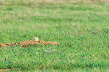 A Black-footed Ferret on the Colorado Plains