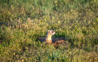 A Black-footed Ferret on the Colorado Plains