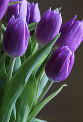 Bouquet di tulipani viola