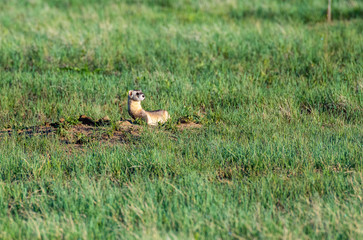 Obraz na płótnie Canvas A Black-footed Ferret on the Colorado Plains