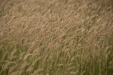 Native Grasses