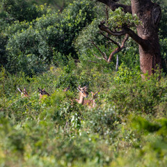 South Africa wildlife