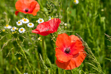 Vivid red poppies in a field in France