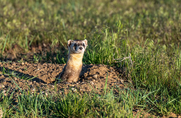 A Black-footed Ferret on the Colorado Plains