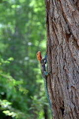 Blue-orange colored male Agama lizard on tree
