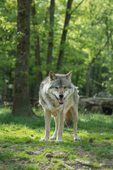 Fototapeta premium Loup gris dans la forêt