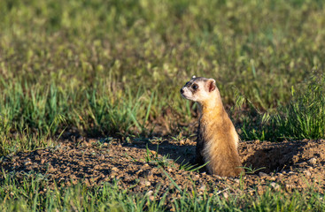 A Black-footed Ferret on the Colorado Plains