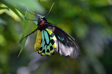 Fototapeta na wymiar Butterfly on a leaf