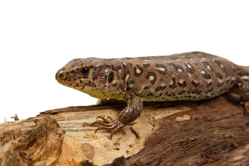 Lizard (Lacerta agilis) on a white background