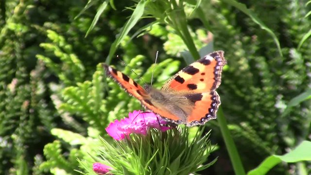 Butterfly on flower in the garden - macro