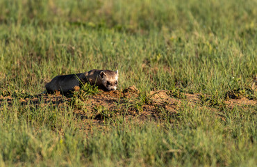 A Black-footed Ferret on the Colorado Plains