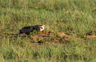 A Black-footed Ferret on the Colorado Plains