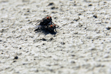 houseflies