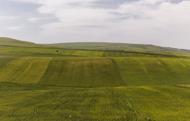 Obraz premium Cultivated fields and a lone tree