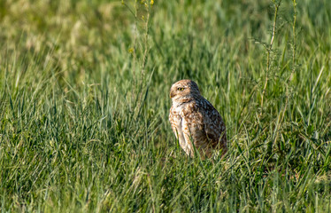 A Burrowing Owl on the Plains of Colorado