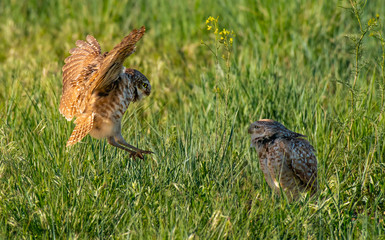 A Burrowing Owl on the Plains of Colorado