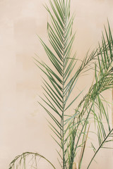 Exotic tropical palm branches on pale pastel beige background. Minimal floral concept.