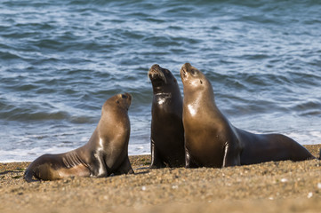 Naklejka premium Mother sea lion, Patagonia