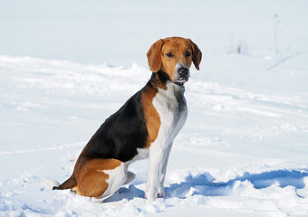 Portrait of  the Estonian hound dog against the background of winter