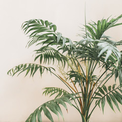 Exotic tropical palm branches on pale pastel beige background. Minimal floral concept.
