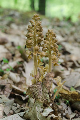 Detail of flowering Bird's-nest orchid (Neottia nidus-avis)