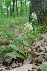 Detail of flowering Elder-flowered Orchid (Dactylorhiza sambucin