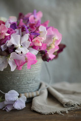 Photograph of a galvanized bucket filled with Sweet Peas