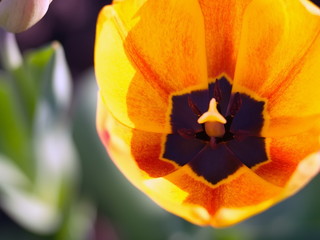 Tulips. Spring beautiful flowers. Summer flowers