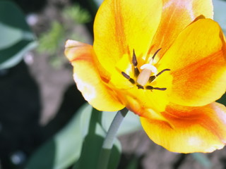 Tulips. Spring beautiful flowers. Summer flowers