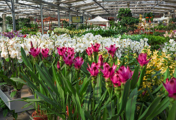 flowers of every color for sale in a greenhouse