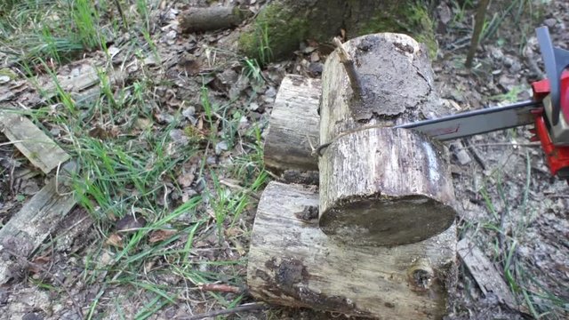 Chainsaw sawing wood