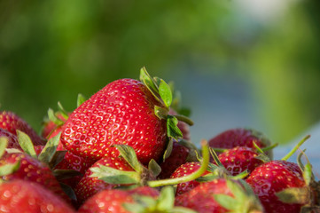 Fresh strawberries on a nature background