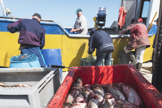 Freshly caught cod in the box and fishermen on cutter in background
