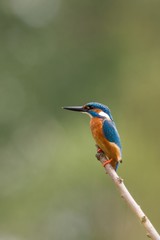 Eisvogel 7