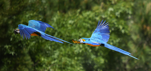 guacamayo © alberto