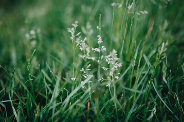 juicy green grass in the mountains in summer.
