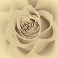 Soft rose blossom, high key, sepia, nostalgia,