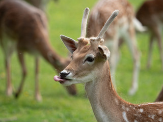 ein Reh an einem sonnigen Mittag in Düsseldorf streckt die Zunge raus