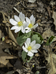 Bloodroot