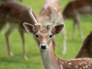 ein Reh an einem sonnigen Mittag in Düsseldorf
