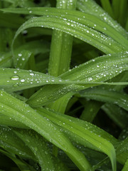Water droplets on leaves