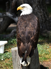 eagle