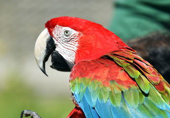 guacamayo