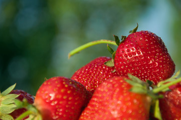 ripe strawberry, summer berries