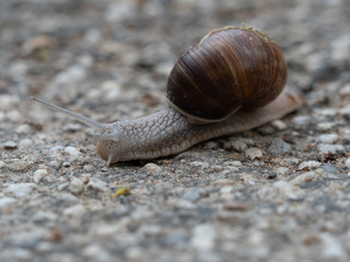 Schnecke auf dem Boden