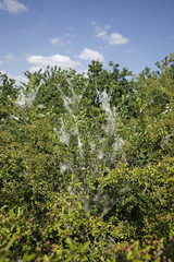 Weißdorn mit dem Gespinst des Weißdorn-Spinners