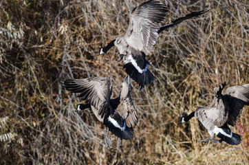Canada Geese Landing in the Wetlands