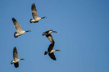 Obraz premium Flock of Canada Geese Flying in a Blue Sky