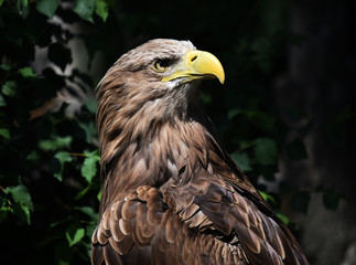 aguila