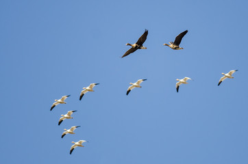 Greater White-Fronted Geese Flying Among the Snow Geese